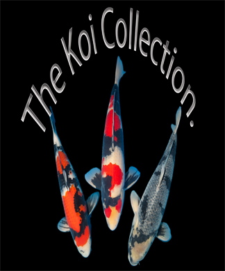 Koi